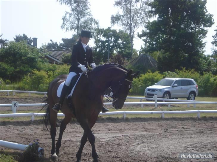 Hannoveraner Sir Sandro (kæmpe) R.I.P - MB med sigga forår/sommer 08 billede 16