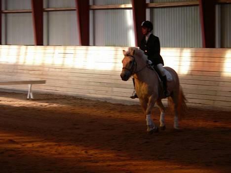 Anden særlig race Klaus - Galopvolte 10 september til stævne. 2005 billede 14