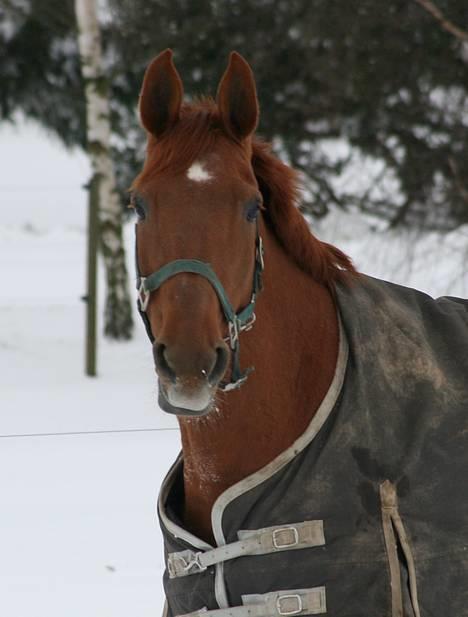 Dansk Varmblod Isabella † - Isabella i sneen d, 23-2-2007 billede 11