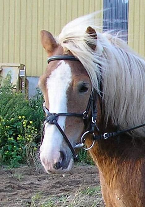 Haflinger Gordon (SOLGT) <3 - Smukke -Foto: Min far billede 5