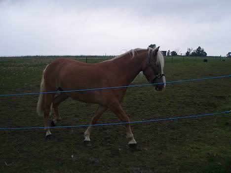 Haflinger Gordon (SOLGT) <3 - elsker det billede <3 ( undskyld hvis det er lidt mørkt ) billede 6