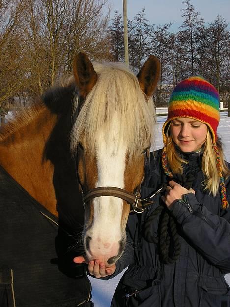 Haflinger Gordon (SOLGT) <3 - Elsker Ham <<3 -Foto: Min far billede 7