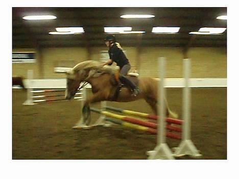 Haflinger Gordon (SOLGT) <3 - sprinqundervisninq taqet fra video derfor den dårliqe kvalitet! <3 billede 8
