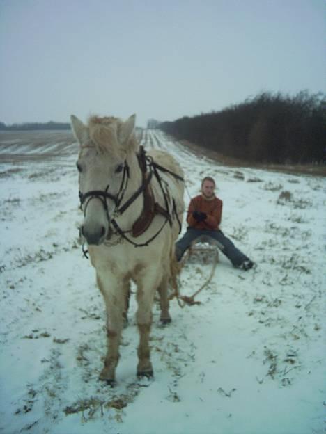 Anden særlig race Lotte *Død* - Lotte foran kælken. juhu sne og sjov billede 13