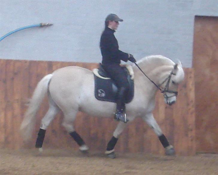 Fjordhest Heebølls Tiny * SOLGT - Tiny. Salgsfoto igen. Taget i April. billede 11