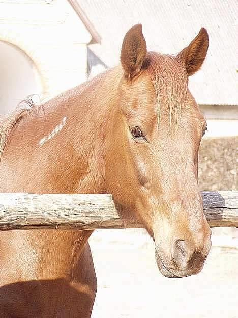 Traver Barske Bangsbo - Smukke Barske billede 11