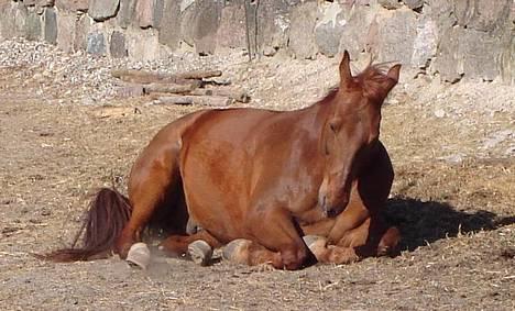 Traver Barske Bangsbo - Lille Barske ruller sig billede 12