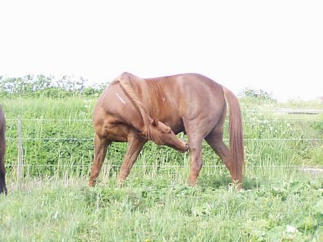 Traver Barske Bangsbo - uhhh det klør billede 13