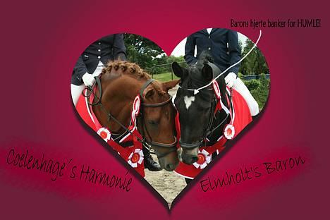 DSP Coelenhage'S Harmonie <3 - NSR 3/6-06 Humle & Baron <3 :D foto og redigering: Naha billede 5