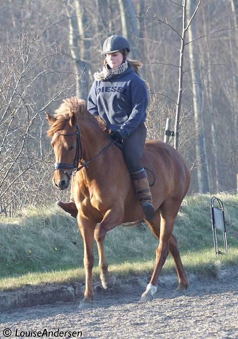 DSP Coelenhage'S Harmonie <3 - *NYT* fedlingen <3 24/3-07 hendes fødselsdag :D 8 år! her i galop. se ikke på mine underlige ben! foto: lala billede 7