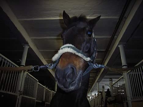 Anden særlig race † Katrinebjergs Kreon <3 - åeh hvad er det du holder ? -den er liidt sjov [Forår 2005] billede 13