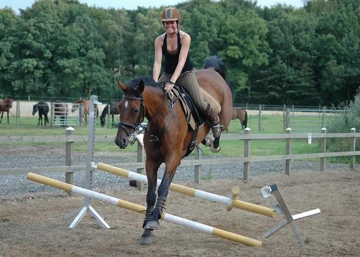 Hannoveraner shiba spudalshøj <33 - www.chaosphoto.dk  Hovsa :D haha billede 12