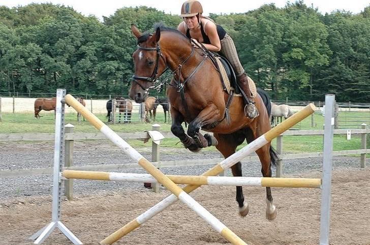 Hannoveraner shiba spudalshøj <33 - www.chaosphoto.dk  billede 13