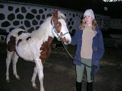 Pinto Bonanza (Baby) **død** - feb. 2005.. her er jeg lille bitte og kun 7 mdr. gammel  billede 2