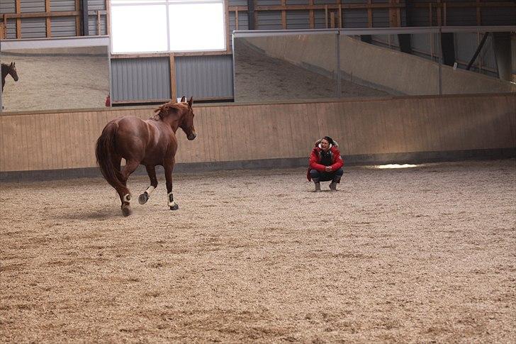 Frederiksborg Linse Aunsbjerg  - Linse og jeg da jeg aflagde visit hos den nye ejer d. 21. oktober 2010.. hun er bare stadig min baby <3 billede 16