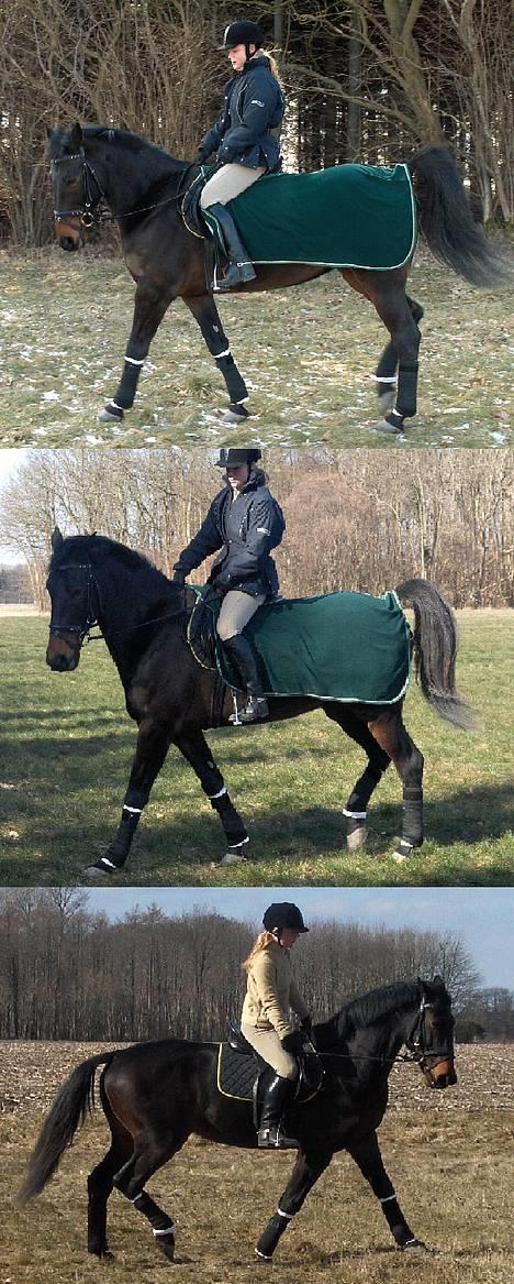 Oldenborg Charmeur  Solgt -  smukke Charmeurs ude at ride lidt.......  (taget d. 12/3 -06)  billede 3