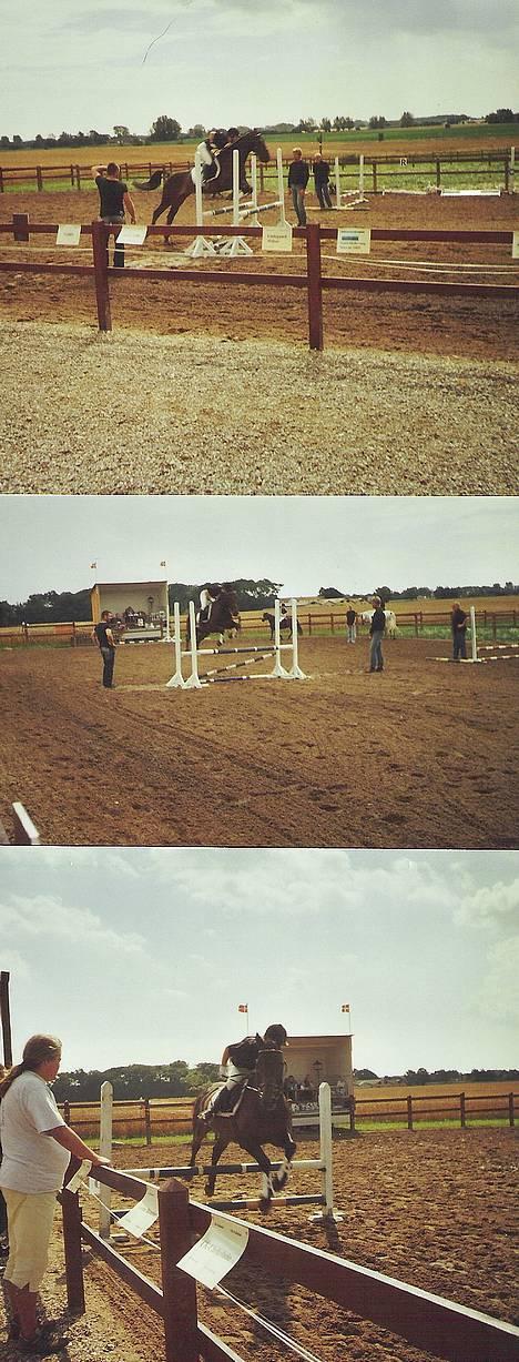 Oldenborg Charmeur  Solgt - springbilleder fra stævnet den 31 juli- 05....Han har været oppe at springe 1,05 meter med rytter og 1,20 i løsspringning, men her er det vel på ca. en 80 stykker billede 4