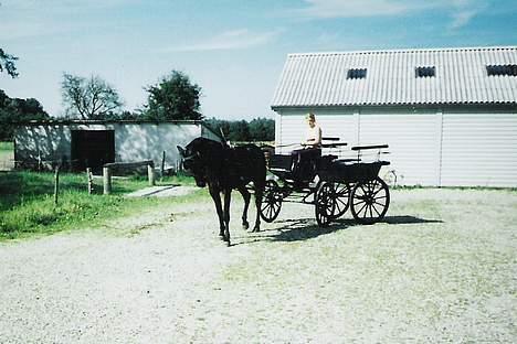 Oldenborg Charmeur  Solgt - Så er vi klar til at tage ud og køre tur. Han var kun kørt til vogn, da jeg købte ham for 2 år siden. billede 5