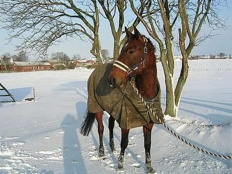 Traver Falcon 1996 - 2016 R.I.P  billede 10