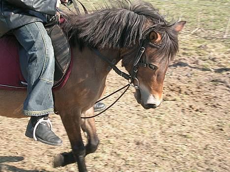 Anden særlig race Jasmin - hun er så fin...! billede 14