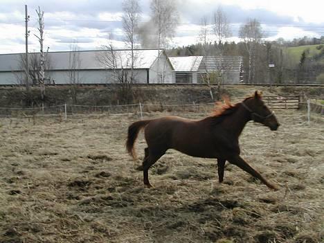 Traver Mighty spin m(død) - mighty i gallop billede 11