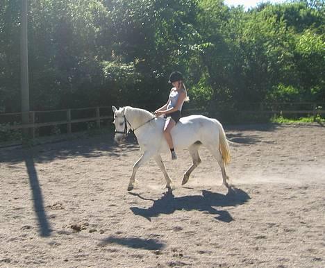 Connemara Barholts Madonna - Opvarmning til springning uden sadel. Jeg rider Donna meget uden sadel da hendes bevægelser og temperament er perfekt til det! 29/6-05 billede 12