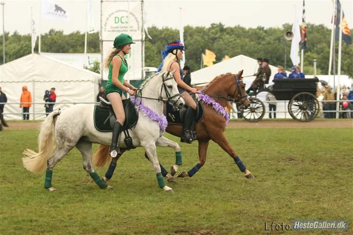 Connemara Barholts Madonna - Landsskuet i Herning 2007. Donnas første føl Evita (skimlen, 10 år) som jeg lånte af Anna/Skærgården der her rider på Scarlet. Vi var bare for gode ;) 6/7-07 billede 13