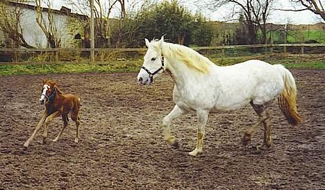 Connemara Barholts Madonna - Donna og hendes andet føl Madigan, der her er ca. 10 dage gammel. 2001  billede 14