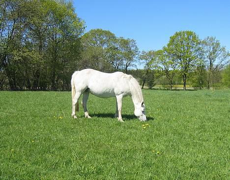 Connemara Barholts Madonna - 3 dage før Megan blev født :) 4/5-07.  billede 15