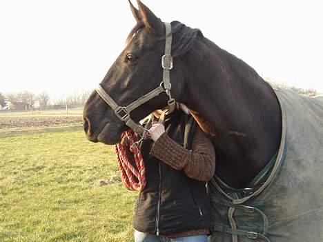 Anden særlig race Blackie(black beauty) billede 10