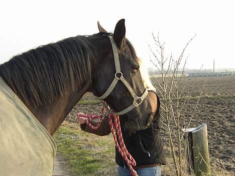 Anden særlig race Blackie(black beauty) - da hun stod hos Connie  billede 11