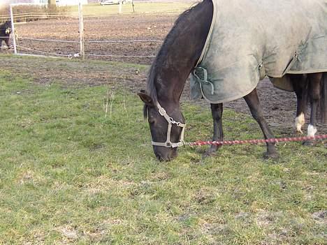 Anden særlig race Blackie(black beauty) billede 13