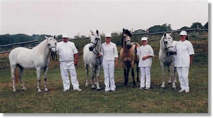 Connemara Mosens Rose Maree - Afkomssamling. Fra højre: 1. Sally (Rose´s mor), 2. Rose, 3. Salia (Rose´s søster), 4. Annalee (Roses datter) billede 4