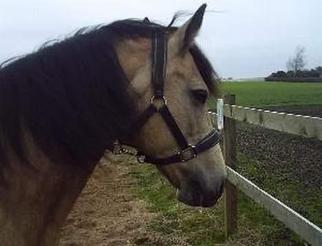 Connemara Mosens Rose Maree billede 5