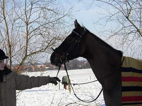 Dansk Varmblod Chivas billede 8