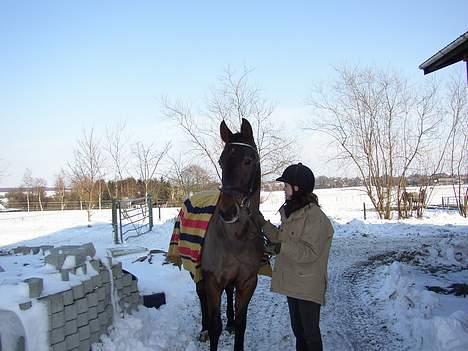 Dansk Varmblod Chivas billede 9