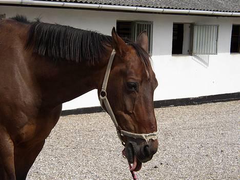 Dansk Varmblod Chivas - *Gab* hvor er det kedeligt. billede 11