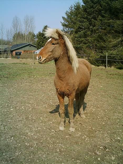 Islænder Silfur fra Trampboli billede 15
