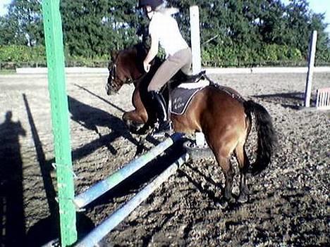 Dartmoor Molly Malone billede 10