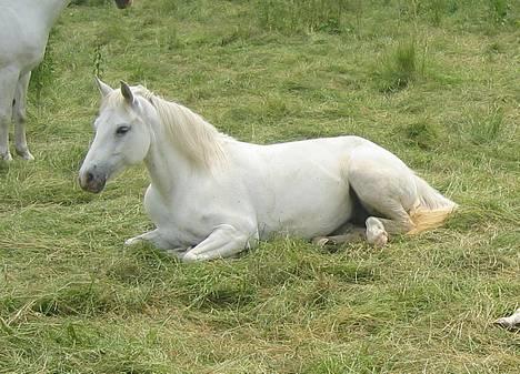 Connemara Barholts Madonna - Såååå sød :) 24/6-05  billede 16