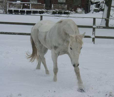 Connemara Barholts Madonna - Igen Donnas dejlige trav i sneen 15/2-05 billede 17