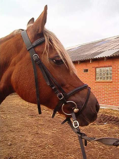 Anden særlig race Østergårdens Easy SOLGT - easys dejlige hoved billede 10