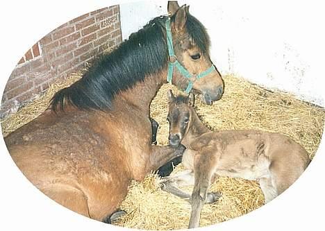 Anden særlig race Maya  - Mor og datter. Da maya hva baby billede 6