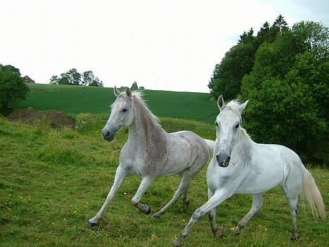 DSP Happy Meal (Mille) - Mille og Adde på sommer græs, Adde vogtede hende fra de andre heste... Hun er t venstre.. billede 13