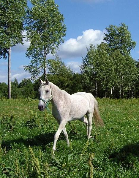 DSP Happy Meal (Mille) - Mille på sommergræs (lidt fed) billede 16