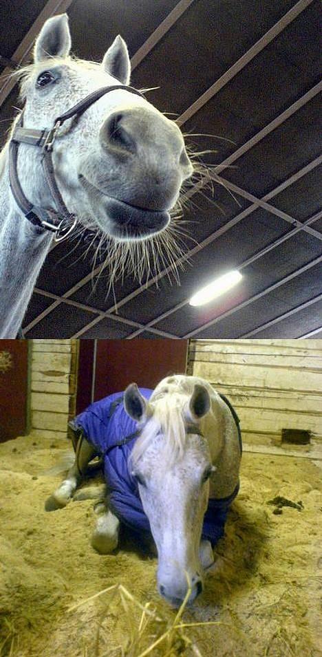 DSP Happy Meal (Mille) - Mille i ridehuset løs 30/12/05 og Mille sover i boksen på den nye stald... er hun ikke bare kær? billede 19