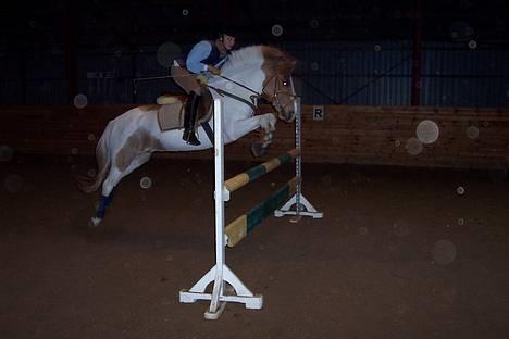Pinto fire fly (solgt) billede 15