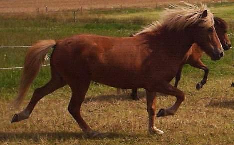 Islænder Vægir Fra Lønne - Vægir føre sig frem. Sommeren ´04 billede 11