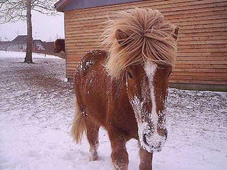 Islænder Vægir Fra Lønne - En rigtig Isbamse :o) han elsker st stikke hovedet ned i snedriverne! Vinter ´05 billede 12
