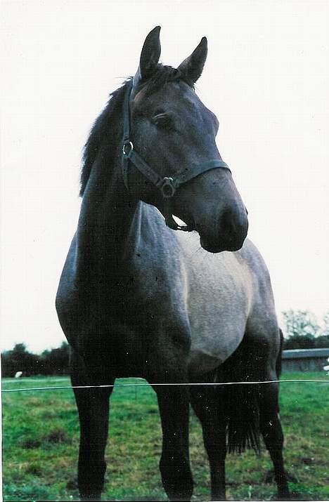 Dansk Varmblod Cantoná Skovvang *RIP* - babydrengen cantoná .. ca 1 år. taget ved opdrætter  billede 6